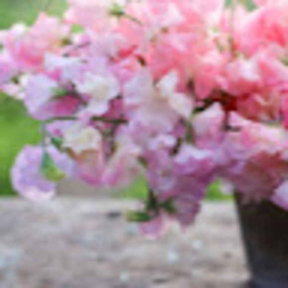 Meet your Posher, Kelli - Picture 1 of 1